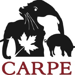 CARPECanada's profile picture. Working towards change @ national level & educating the community on the plight of animals in our speciesist world. 
Seize the day. They may not have tomorrow.
