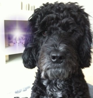 PINX999's profile picture. 