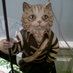 Lord Gato Snow (@gatodemierdaaaa) Twitter profile photo