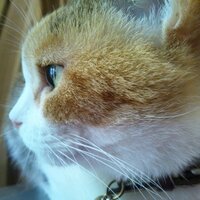 とも (@yuzu_key3) Twitter profile photo