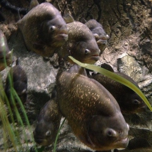 murraycream's profile picture. 