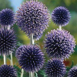 wolfieJimWolf's profile picture. 