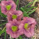 Janet Arthur - @JanetNewOrleans - Twitter