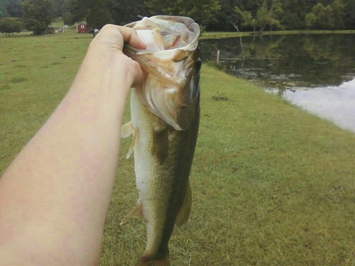 bassinforever's profile picture. 