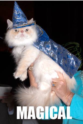 Im a fucking cat, nuff. Im chill AF(if your a cat), If you wanna play xbox my GT is weet Corn or BaiIout. I miss the CoD4 Days, btw.... Im a CAT!!!
