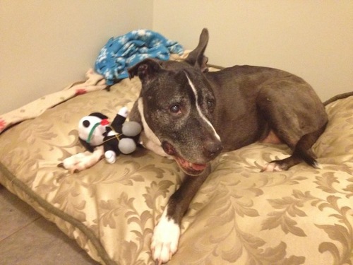 An animal lover, living in pet friendly Arlington Virginia!