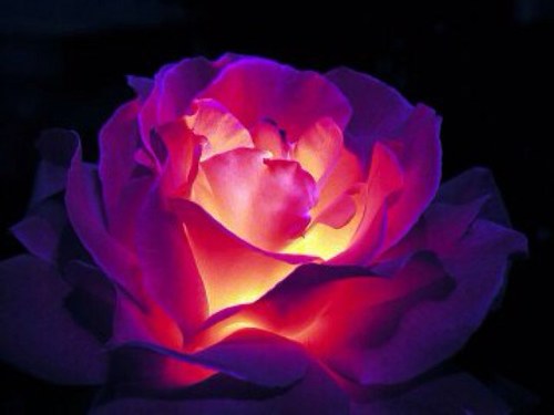 Siempre queda un poco de perfume en las manos que dan Rosas🌹 There is always a little perfume left in the hands that give Roses 🌹