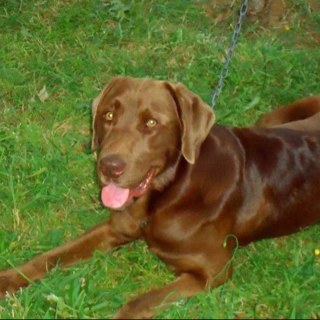 riverabelen27's profile picture. Fuerza para mi Atacama y Araucania