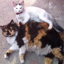 carla concha ovalle - @carlaconcha1983 - Twitter