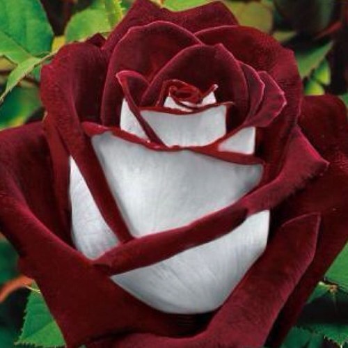 CoJloliver's profile picture. 