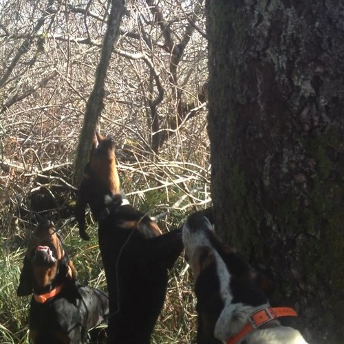 Country music, mudding, hunting, and fishing #lifestyle

Personal account: @lingl11