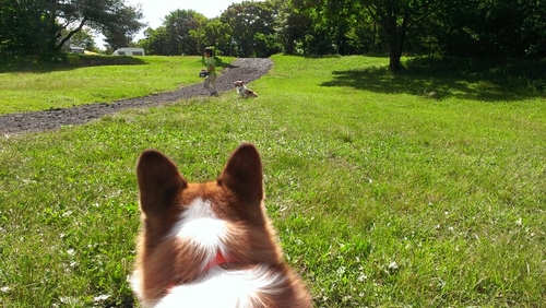 しっぽのない犬２頭に毎日遊んで貰って暮らしてます。