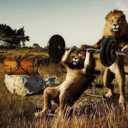 I love fitness! I love lions! I am a beast