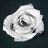 afdmusica's profile image