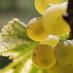 Domaine du Vieil Orm (@domaineduvieilo) Twitter profile photo