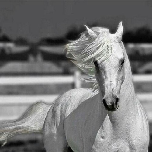 حسابي فيInstagramهو(yazeedalazzaz)