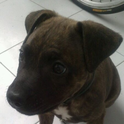 apachefdz's profile picture. 