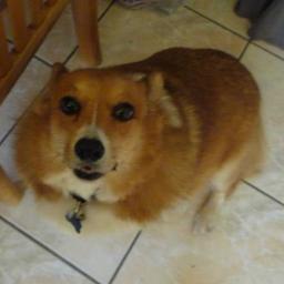 I live in Southern California. I love animals especially dogs and cats. I can't stand animal cruelty. All lives matter.