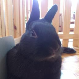 sotogawa's profile picture. 愛兎くろまるは2011年3月4日生まれの黒うさぎ。ニンゲンのそとがわはV6/MWAM/アルビレックス新潟/サッカー観戦/ギリシャ/うさぎ好き。