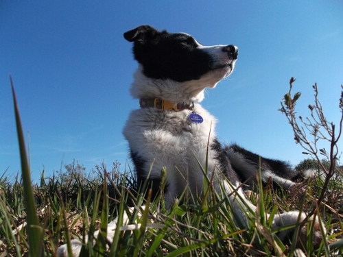 Hii :) Im Sean - a one year old sheepdog X from Ireland! I love the beach,treats(especially cheese) & bein tickled xx