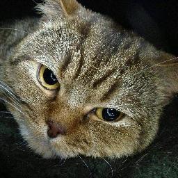 Я кот.
Работаю котом на Ecwid. В основном удалённо.
Портфолио здесь - http://t.co/b8kdjE5PpQ
