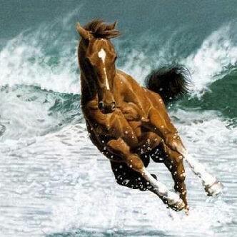 SohailSiddique's profile picture. #Bhaijaanz partner