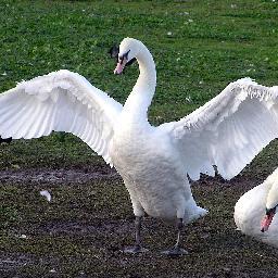 Keeping the Grand Junction canal in check and putting @BerkoGeese in their rightful place since 1798