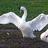 BerkoSwans's profile image