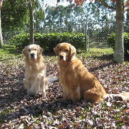 tvpsl81's profile picture. 