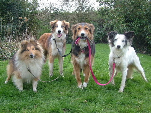 Dog Walking Service in Cork City, Very Reasonable Rates,we follow back! #FollowBack
