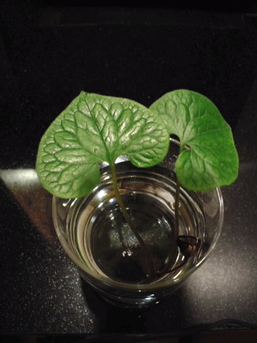 kusurimizu's profile picture. 旅と音楽が大好きです。