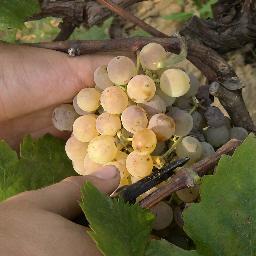 cepnarubi's profile picture. CENTRE D'ESTUDIS I PROTECCIÓ DE LA NATURA