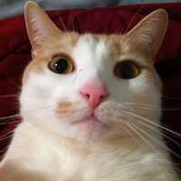 むしたろう (@mushitaro_o) 's Twitter Profile