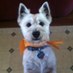 Lisa Myers (@elvisthewestie) Twitter profile photo Lisa Myers (@elvisthewestie) Twitter profile photo
