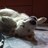 fifty_hammet's profile image