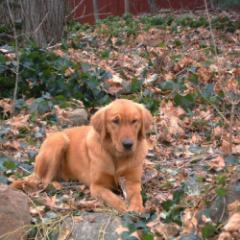 BrianDarby6's profile picture. Forever fan of the Honolulu blue and silver