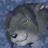 LascivusLutra's profile image
