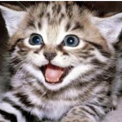 No deep pithy thoughts, just nonsense rambling of cat lover lost in space. Lifelong student of political science & human relations. Often disappointed in both.