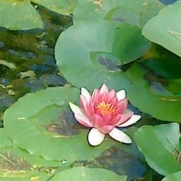 doc_yumiko's profile picture. Prof doc en lycée
#TICE #pédagogie du projet #écriture

Creativity is contagious, pass it on. A. Einstein