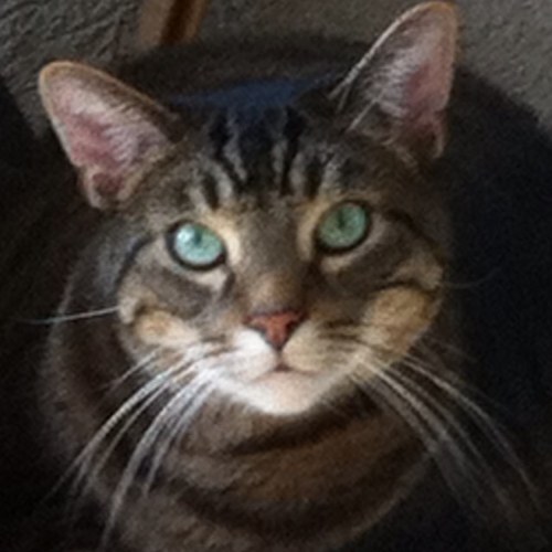 amysforrester's profile picture. 