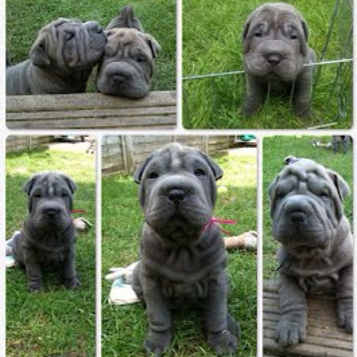 We are Shar Pei breeders located in Devon and are Kennel Club Assured Breeders. Mention for any questions/details.