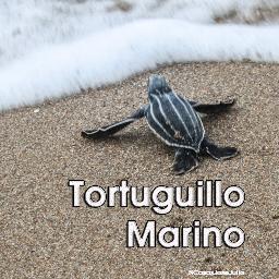 Espacio para fomentar y divulgar noticias, iniciativas, actividades o proyectos, referentes a la protección y conservación de las tortugas marinas.