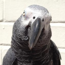 PivotPointAlex's profile picture. I'm an African Grey Parrot, stolen from my home in Denver, CO on September 6, 2012