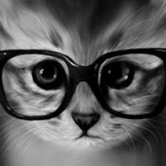 A Cats Diary