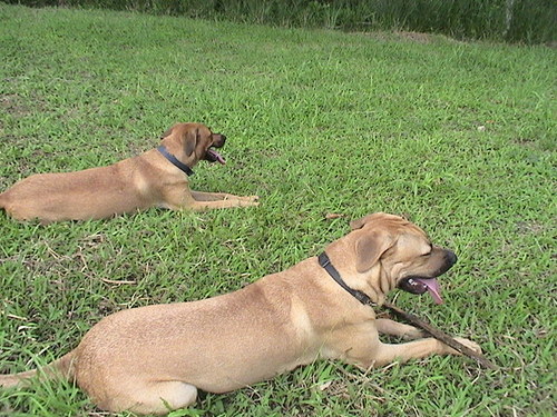 dogstales's profile picture. These tweets are all about Chillie (Costa Rican born Nov 2005) and Ginger (Australian born April 2007)