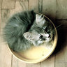 manuel_persico's profile picture. faccio siti web e altre cose strane con pc e internet