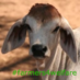 Jay (@territorycattle) Twitter profile photo Jay (@territorycattle) Twitter profile photo