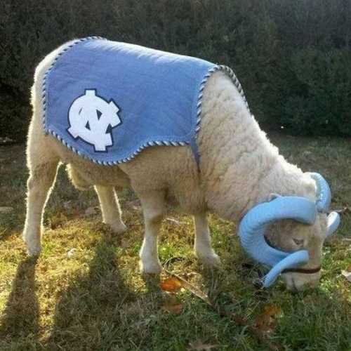 BIG TARHEEL FAN!
