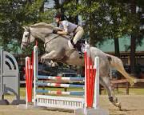 Riding_dilemmas's profile picture. 