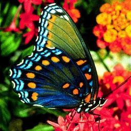 LianaFloresBela's profile picture. A vida é uma beleza, maravilhosa.